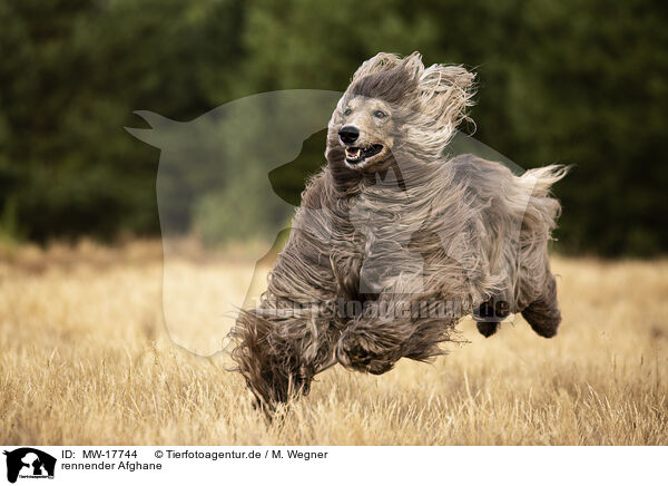 rennender Afghane / running Afghan / MW-17744