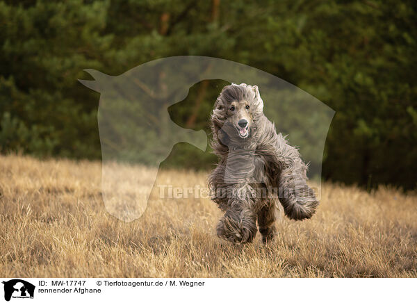 rennender Afghane / MW-17747