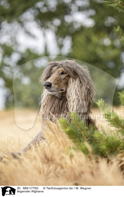 liegender Afghane / lying Afghan / MW-17760