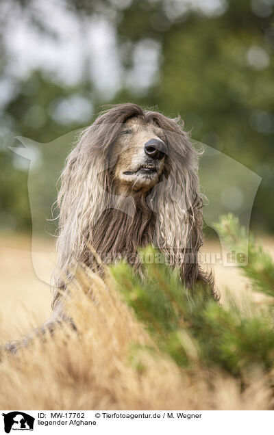 liegender Afghane / lying Afghan / MW-17762