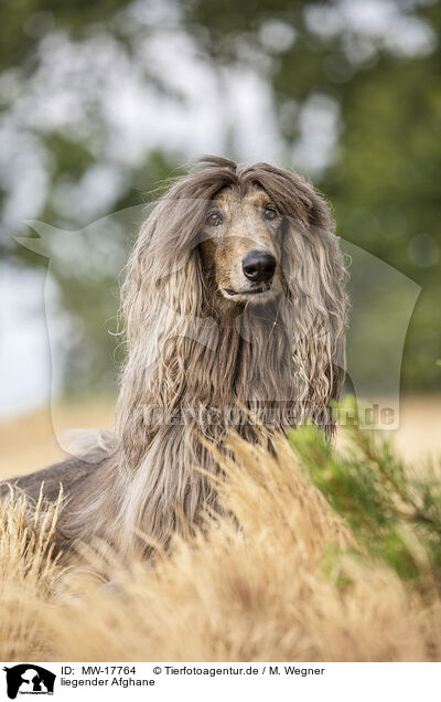 liegender Afghane / MW-17764