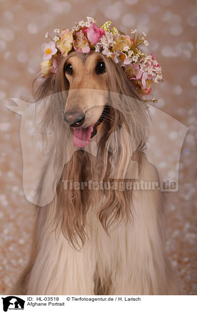 Afghane Portrait / HL-03518