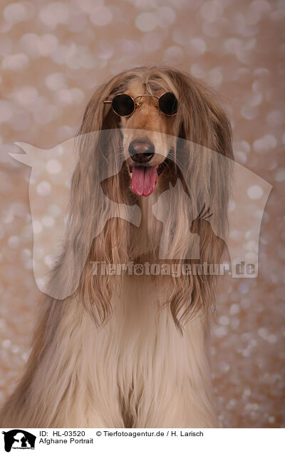 Afghane Portrait / HL-03520