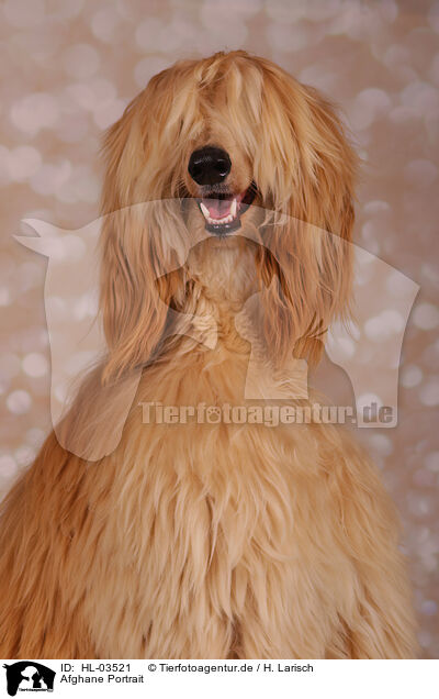 Afghane Portrait / HL-03521