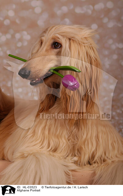 Afghane Portrait / HL-03523