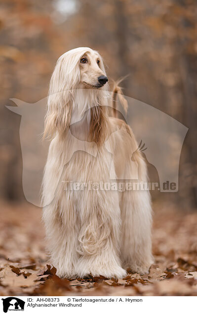 Afghanischer Windhund / Aghan / AH-08373