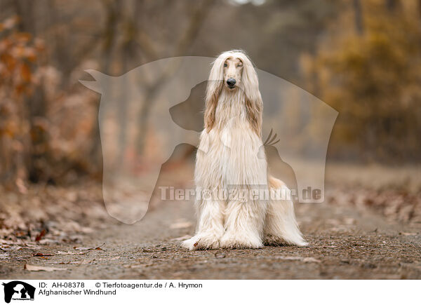 Afghanischer Windhund / Aghan / AH-08378