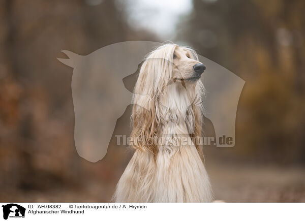 Afghanischer Windhund / Aghan / AH-08382