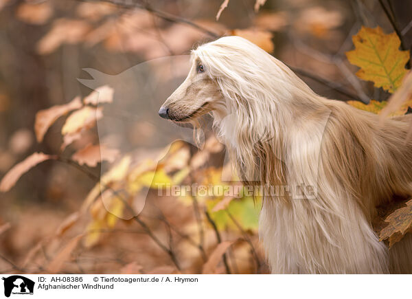 Afghanischer Windhund / Aghan / AH-08386