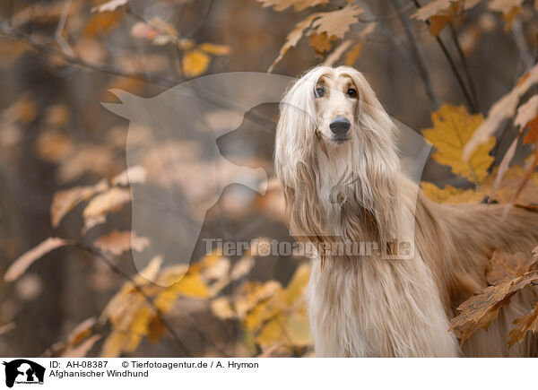 Afghanischer Windhund / Aghan / AH-08387