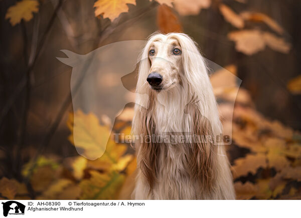 Afghanischer Windhund / Aghan / AH-08390