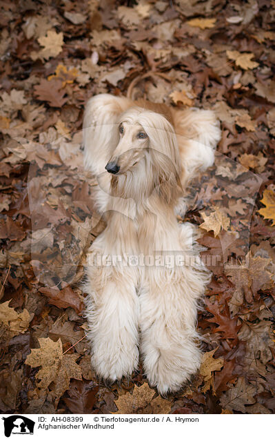 Afghanischer Windhund / Aghan / AH-08399