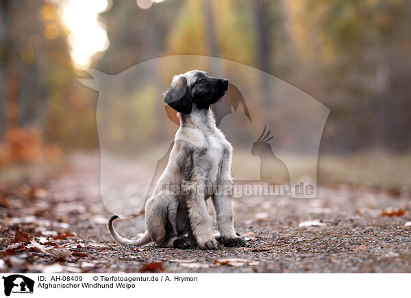 Afghanischer Windhund Welpe / AH-08409
