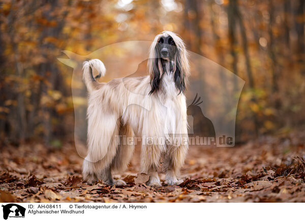 Afghanischer Windhund / Afghan / AH-08411