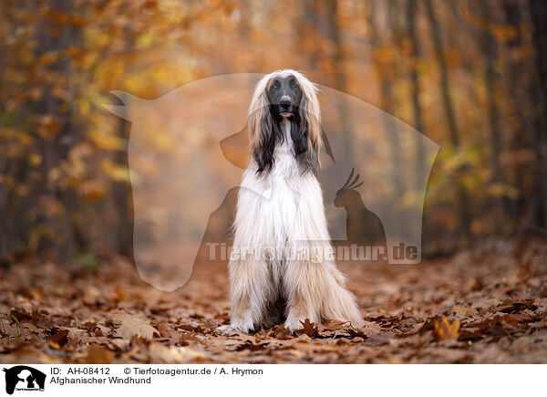 Afghanischer Windhund / Afghan / AH-08412