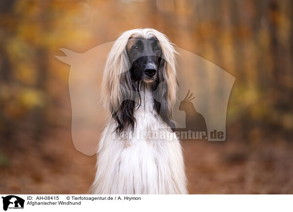 Afghanischer Windhund / AH-08415
