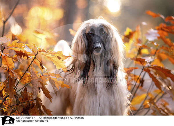 Afghanischer Windhund / Afghan / AH-08417