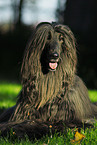 Afghanischer Windhund