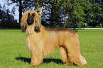 Afghanischer Windhund