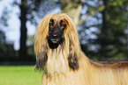 Afghanischer Windhund