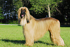 Afghanischer Windhund