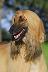 Afghanischer Windhund