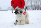 Frau mit Afghanischem Windhund