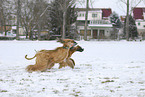 rennende Afghanische Windhunde