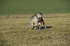 spielende Hunde