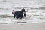 3 Hunde