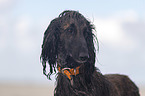 Afghane Portrait