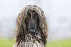 Afghane Portrait