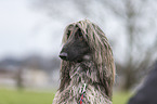 Afghane Portrait