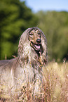 Afghane Portrait