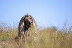 Afghane Portrait