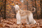 Afghanischer Windhund