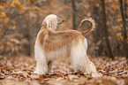 Afghanischer Windhund