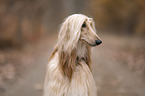 Afghanischer Windhund