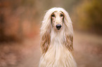 Afghanischer Windhund