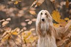 Afghanischer Windhund