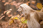 Afghanischer Windhund
