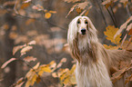 Afghanischer Windhund