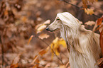 Afghanischer Windhund