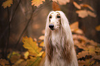 Afghanischer Windhund