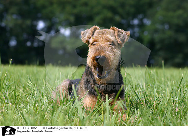 liegender Airedale Terrier / lying Airedale Terrier / DB-01051