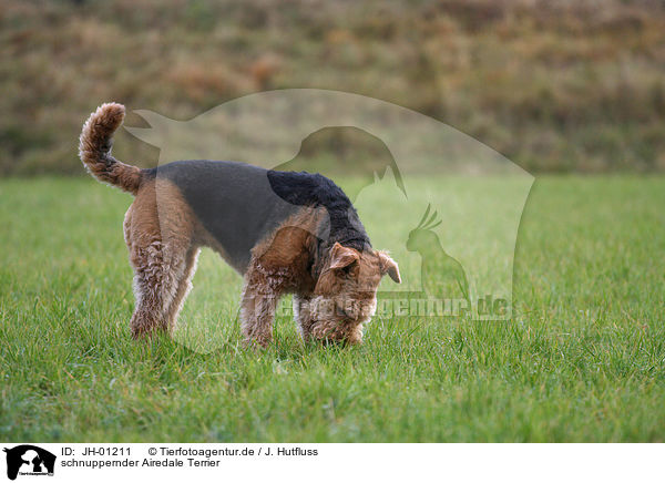 schnuppernder Airedale Terrier / snuffling Airedale Terrier / JH-01211