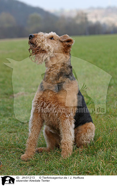 sitzender Airedale Terrier / JH-01213