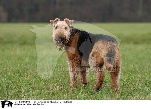 stehender Airedale Terrier / JH-01240