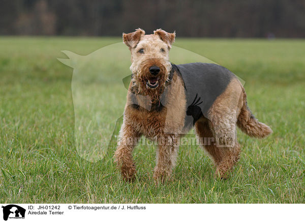 Airedale Terrier / JH-01242