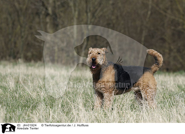 Airedale Terrier / Airedale Terrier / JH-01924